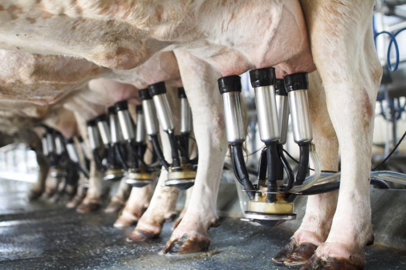 Zootecnia Devidet news pulizia igiene impianti filiera latte cisterne latte prodotti